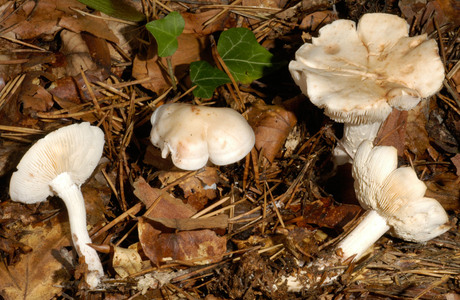 Gefleckter Rübling (Rhodocollybia maculata ) - © Heinz Prelicz